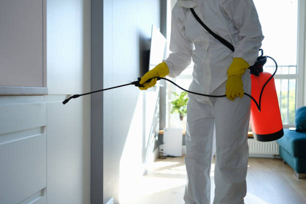 Best Basement Mold Removal  in USA